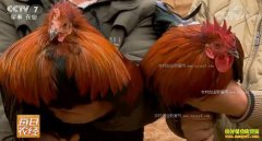 [ÿ��ũ��]������ɽ���ö����г�