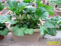 �ÿ����ܳԻ�����ũҩ ������ֲ�����߲�������