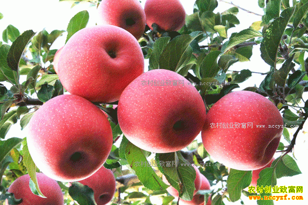 ��ɫˮ����ס������ �ƶ���԰Ч���