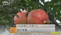 [ũ�����]�������硰ʯ����������ɵ�ʯ����ֲ�¸���