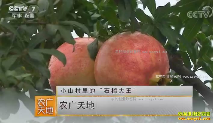 [ũ�����]�������硰ʯ����������ɵ�ʯ����ֲ�¸���