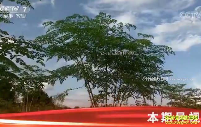 [�Ƽ�Է]�������ĸ߲���ľ 20180130