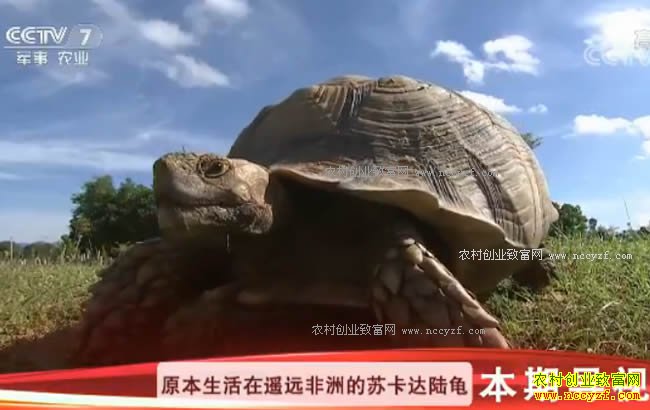 [�Ƽ�Է]������ˮ������� �Գ��� ������ֳ½��