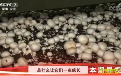 [�Ƽ�Է]���ջƽ���Ģ�������ֳ������ԵĿ�Ģ