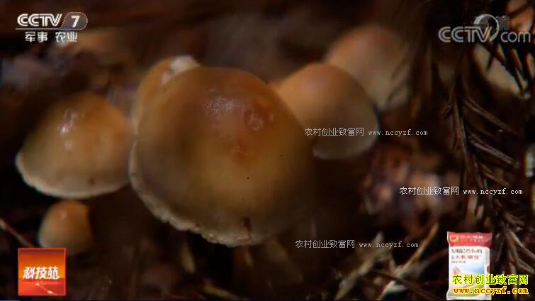 [�Ƽ�Է]�������������ԡ��������С�ݰ�������ֲ��Ƶ