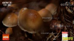 [�Ƽ�Է]�������������ԡ��������С�ݰ�������ֲ��Ƶ