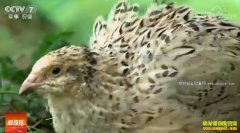 [�Ƽ�Է]��СƢ���� �ɼ�������