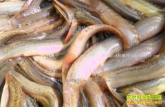 �Ĵ��н��ء�����������������������ֳ�¸���