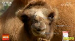 [�Ƽ�Է]���ɹŸ��������������