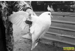 ������������� ����������ǰ���ͳɱ�Ч����Σ�