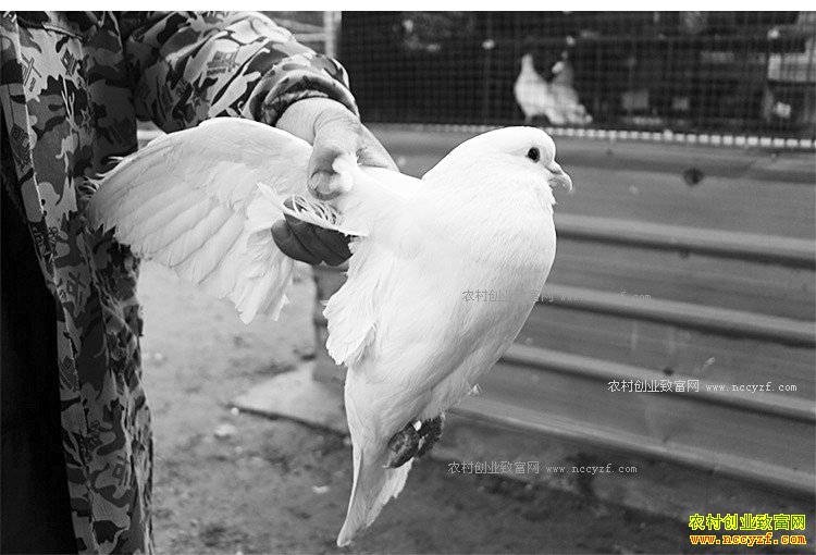 ������������� ����������ǰ���ͳɱ�Ч����Σ�