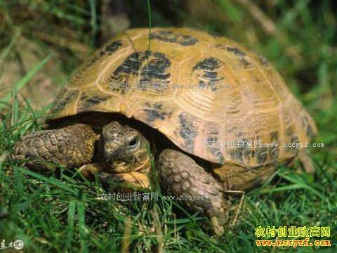 ��԰����Ч��� �����ڹ�԰���ꣿ