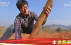 [�Ƽ�Է]���ų���ɽҩЧ���