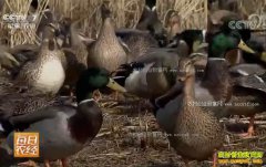 [ÿ��ũ��]����������ܷ����ܵ�ҰѼ��׬Ǯ