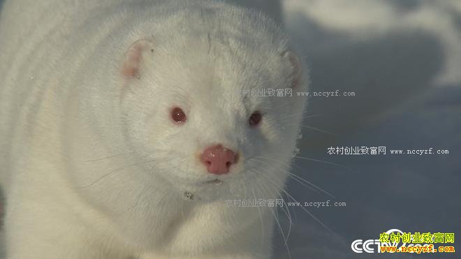 [�¸���]������������������ˮ���Ƹ�ѩ���� Խ��ԽֵǮ