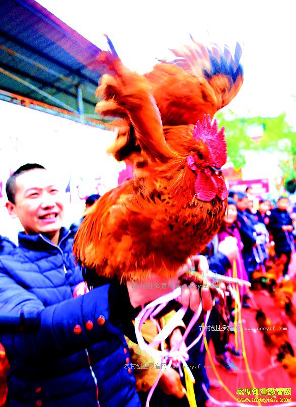 �Ĵ������컪��������ѡ����������ֳ������ֵ2100��Ԫ