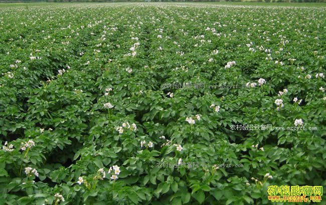 ���괺��ũ����ʲô��׬Ǯ����ֲ����