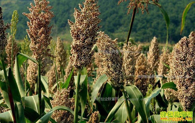 ���괺��ũ����ʲô��׬Ǯ����ֲ����