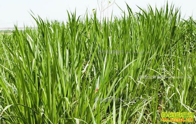 ���괺��ũ����ʲô��׬Ǯ����ֲ����