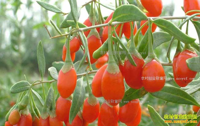 ������ҩ�ĺ��м۸��ͦ ������ֲ��Щ��ҩ��ǰ���ã�