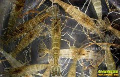 �㽭����������Ҧ�������Ϻ��ֳ�¸���