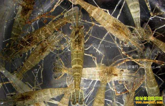 �㽭����������Ҧ�������Ϻ��ֳ�¸���