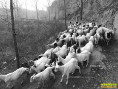 ���������ޱ����Ĳܽ�����������3��Ԫ��ƶ�¸�