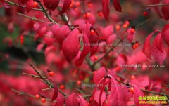 ��ֲ��Ҷ��׬Ǯ��2018���Ҷ����ֲǰ������Ҷ�����Ƽ�