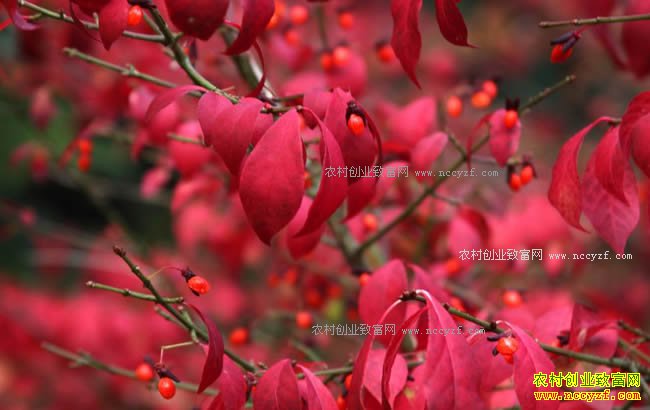 -2018���Ҷ����ֲǰ������Ҷ�����Ƽ�-������ì