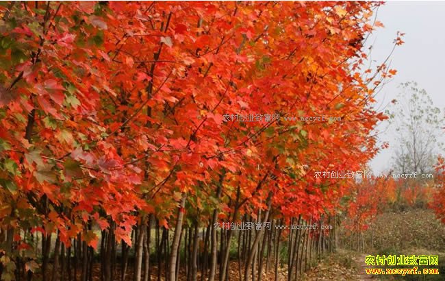 2018���Ҷ����ֲǰ������Ҷ�����Ƽ�-��������