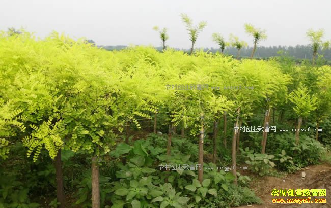 2018���Ҷ����ֲǰ������Ҷ�����Ƽ�-��Ҷ����