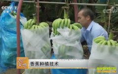 [ũ�����]�������㽶���㽶��ֲ������Ƶ