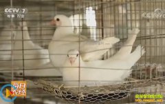 [ÿ��ũ��]�㽭ƽ����׬����Ǯ��ƽ������