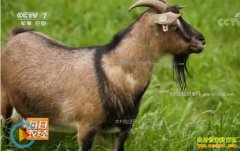 [ÿ��ũ��]����ʯͷ��������ǭ������׬Ǯ�и���