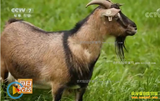 [ÿ��ũ��]��ֳ����ʯͷ����ǭ������׬Ǯ�и���