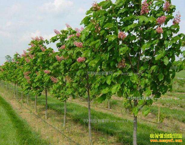 ��ľ�г����� ������ֲ��ľ��׬Ǯ��