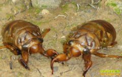 ũ����ֳ���׬Ǯ�𣿽���˹���ֳǰ������