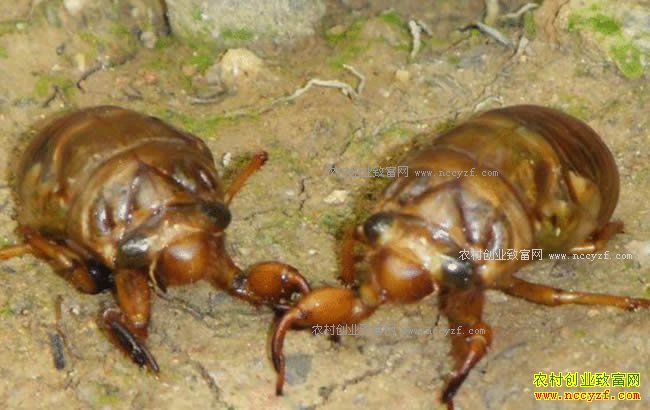 ũ����ֳ���׬Ǯ�𣿽���˹���ֳǰ������