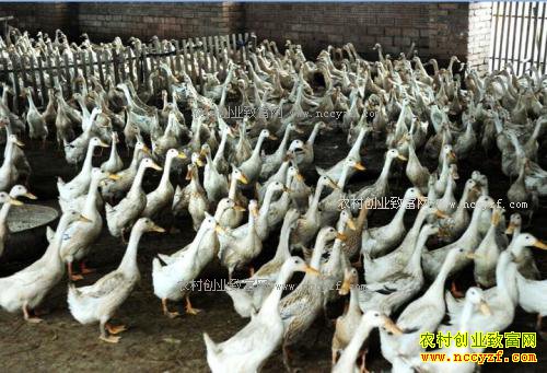 ��1��Ѽ������Ѽ2��ֻ������12-15�� ��Ѽһ�廯��ֳ��׬Ǯ