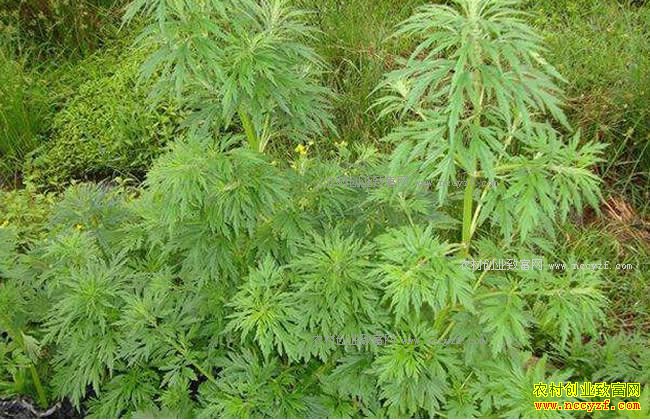 �в�ҩ���������������в�ҩ��������ҩ����ȫ