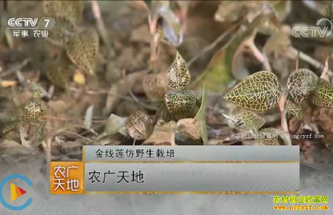 ũ�����:��������Ұ�����༼��