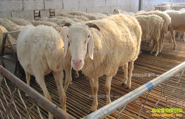 ������ֳСβ����Сβ�����ļ���������