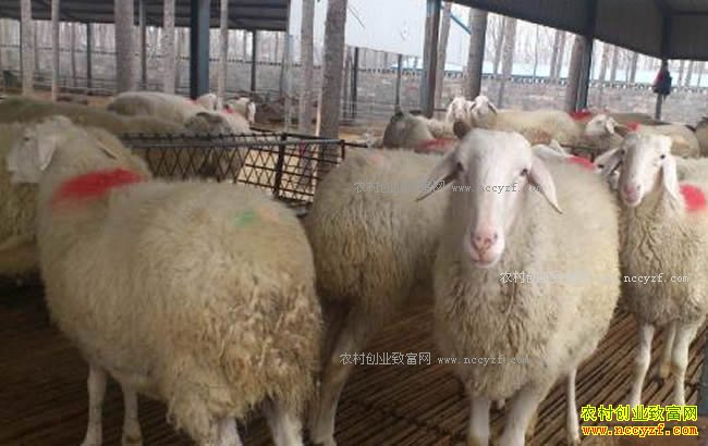 ������ֳСβ����Сβ�����ļ���������