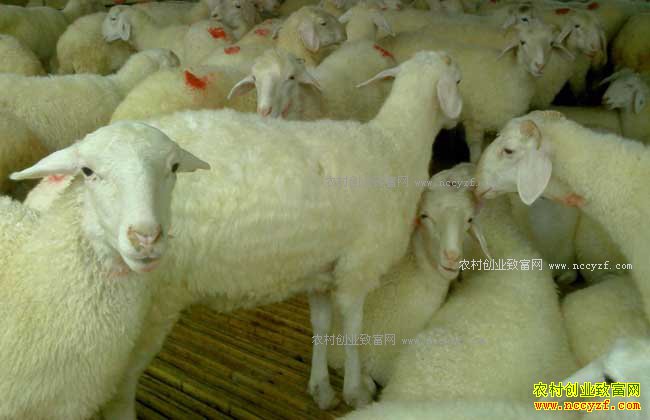 ������ֳСβ����Сβ�����ļ���������