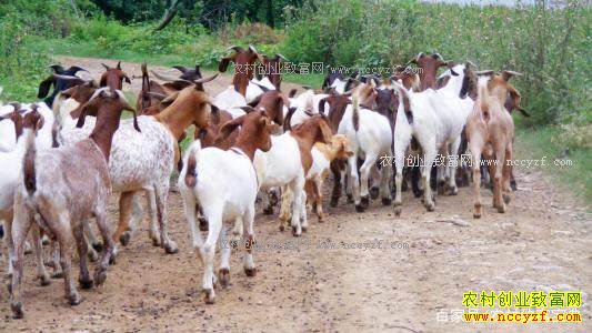 ��۸������ �������������������ֳ��ģ�����