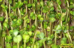 ��ֲѿ���ǰ���� �Բ�������׬ͷ