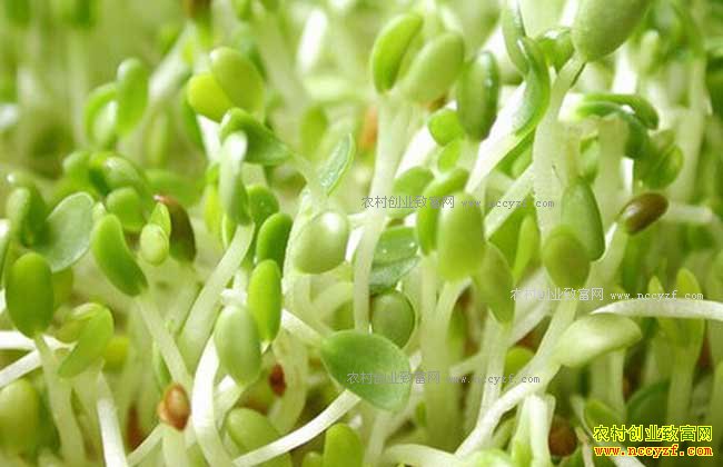 ��ֲѿ���ǰ���� �Բ�������׬ͷ