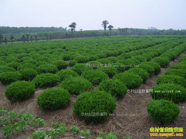 δ����ľ��ҵ��չ�������