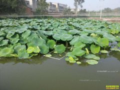 ��ź��̬��������Ч���