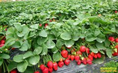 ���������δ�÷�����ֲ�ݮЧ�������80��